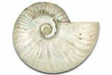 Silver Iridescent Ammonite (Cleoniceras) Fossil - Madagascar #328380-1